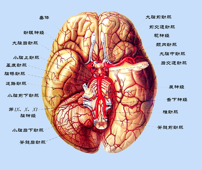 1532065789297412.jpg 腦底部血管的實體解剖圖.jpg